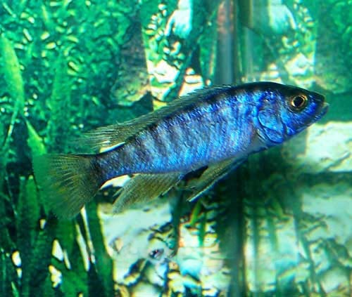 Electric Blue Ahli Cichlid, Sciaenochromis ahli