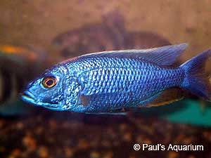 Electric Blue Ahli Cichlid, Sciaenochromis ahli