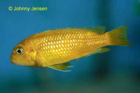 Electric Blue Johanni Female Melanochromis johanni
