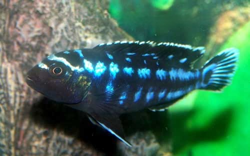 Electric Blue Johanni Melanochromis johannii