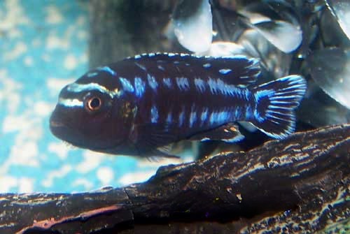 Electric Blue Johanni Cichlid Melanochromis johannii