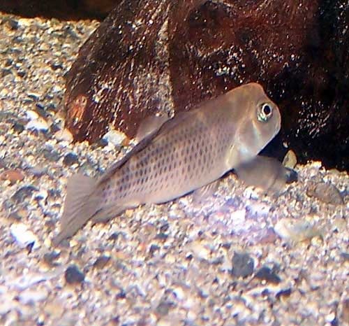 Buffalo Head Cichlid Steatocranus casuarius