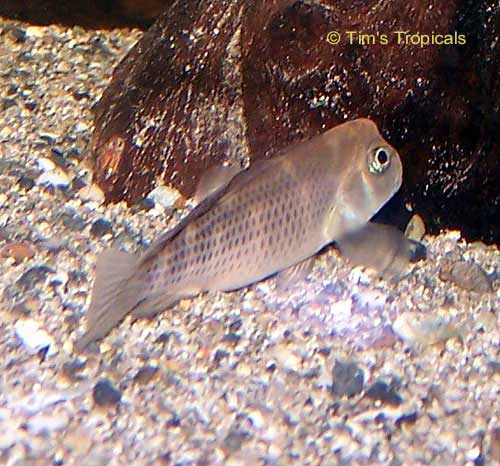 Buffalohead Cichlid, Lionhead Cichlid, Steatocranus casuarius
