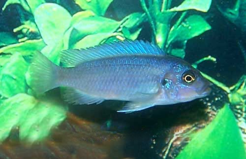 Cobalt Blue Cichlid Metriaclima callainos