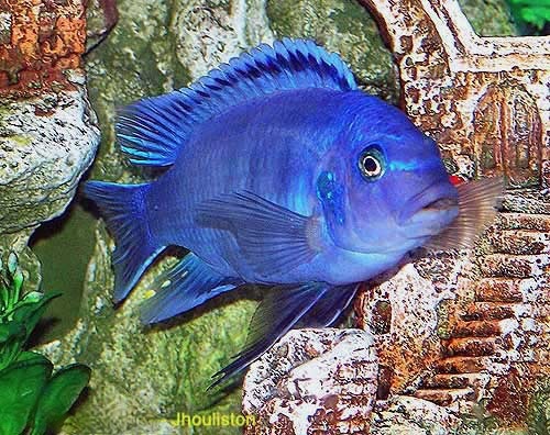 Cobalt Blue Zebra Cichlid Metriaclima callainos