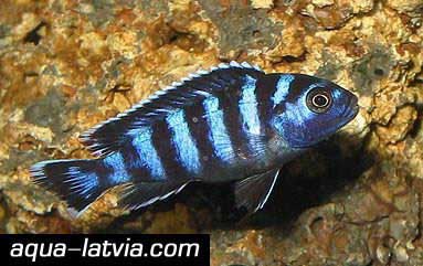 Demason's Cichlid Pseudotropheus demasoni