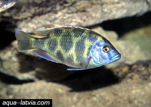 Giraffe Hap Nimbochromis venustus