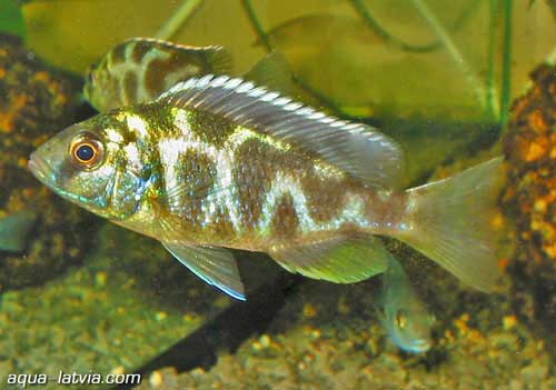 Giraffe Hap Nimbochromis venustus