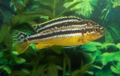 Melanochromis Auratus Cichlid