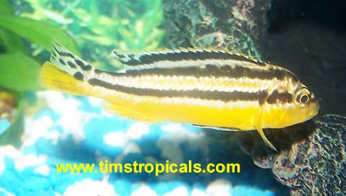 Melanochromis auratus Cichlid