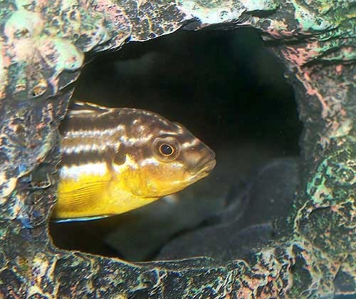 Melanochromis auratus Cichlid