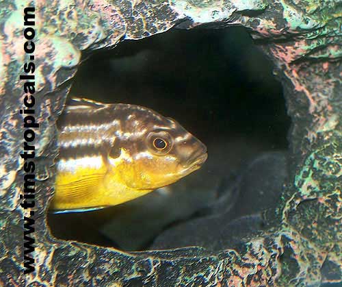 Melanochromis auratus Cichlid