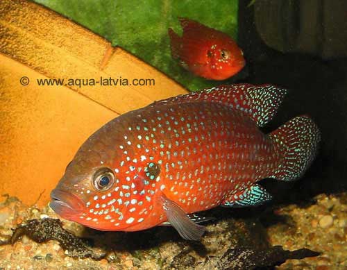 Jewel Cichlid Hemichromis bimaculatus