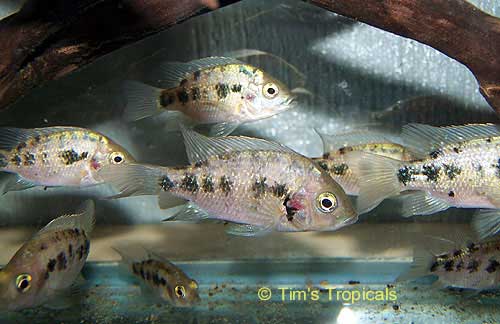 Juba Cichlid, Ptychochromis oligacanthus