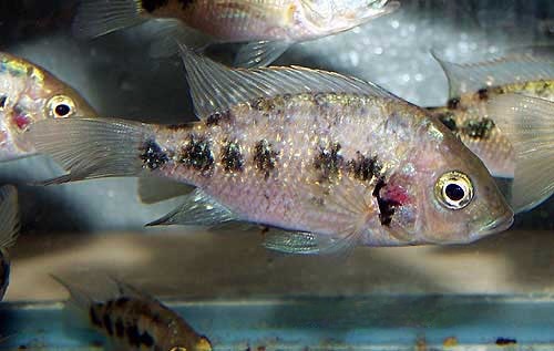 Juba Cichlid Ptychochromis oligacanthus