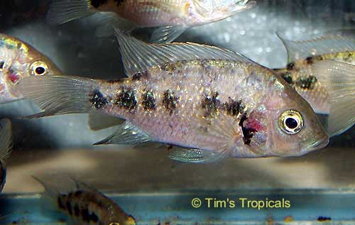 Juba Cichlid, Ptychochromis oligacanthus