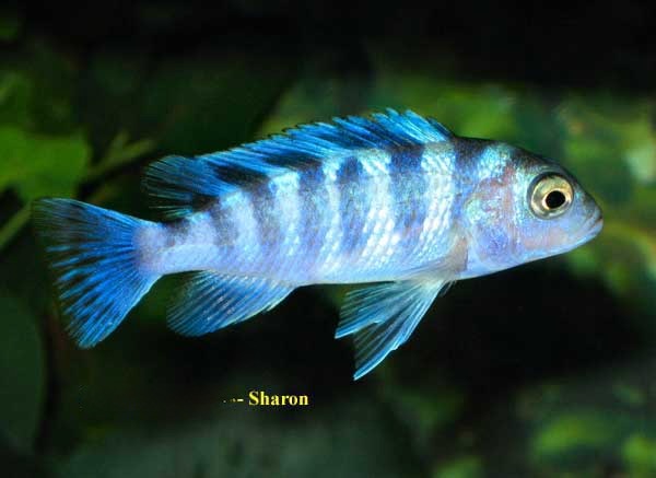 Kenyi Cichlid Juvenile, Pseudotropheus lombardoi