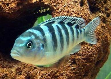 Kenyi Cichlid, Pseudotropheus lombardoi