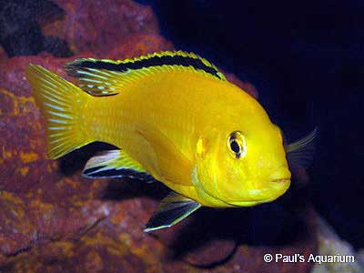 Lemon Yellow Lab, Labidochromis caeruleus