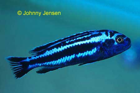 Mainganos Cichlid Melanochromis cyaneorhabdos