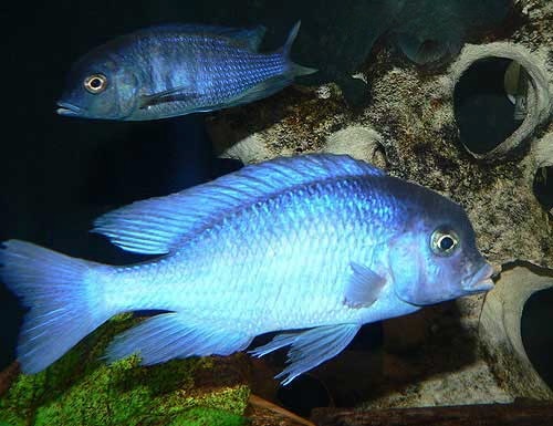 Blue Dolphin Hap Cichlid Cyrtocara moori