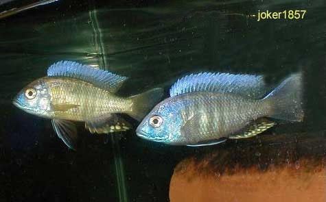 Mloto Yellow Princess Otopharynx tetraspilus