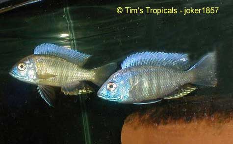 Mloto Yellow Princess, Otopharynx tetraspilus