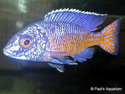 Ngara Flametail Aulonocara stuartgranti