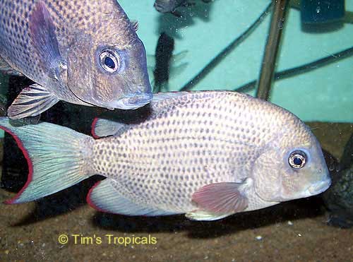 Pin Stripe Damba Cichlid Paretroplus Menarambo
