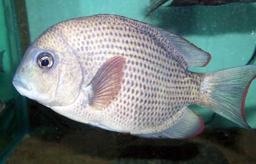 Pin Stripe Damba Cichlid Paretroplus Menarambo