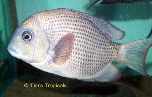 Pin Stripe Damba Cichlid Paretroplus Menarambo