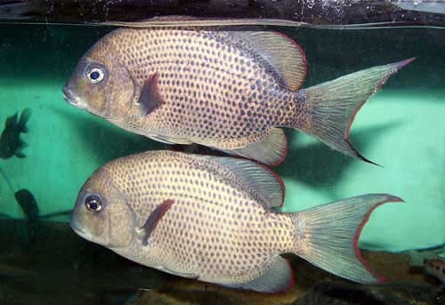 Madagascar Cichlid Paretroplus menarambo