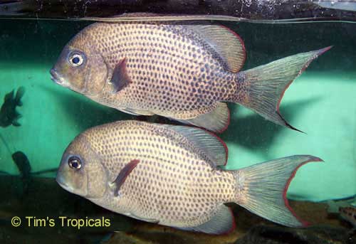 Pin Stripe Damba Cichlid Paretroplus Menarambo