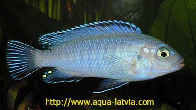Pindani Pseudotropheus socolofi