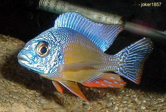 Protomelas steveni Taiwan Reef