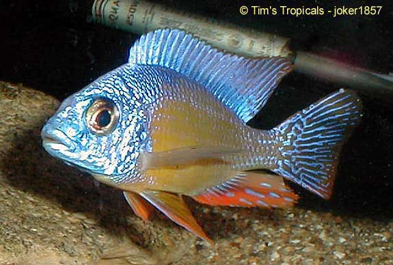 Protomelas Taiwan Reef, Protomelas steveni