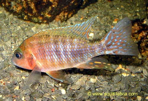 Ruby Rubin Red Cichlid, Aulonocara stuartgranti chipoka