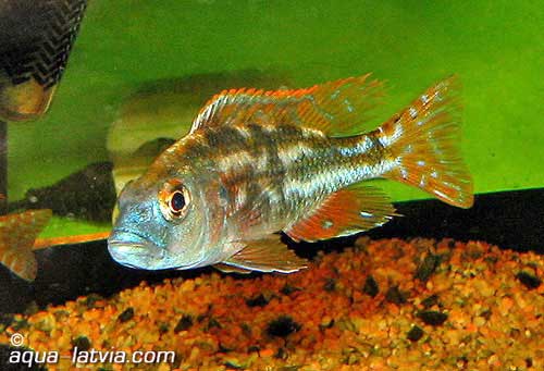 Spothead Hap, Haplochromis fuscotaeniatus