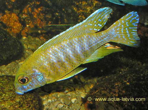 Yellow Regal Peacock Cichlid Aulonocara baenschi