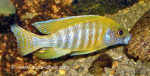 Yellow Regal Peacock Cichlid Aulonocara baenschi