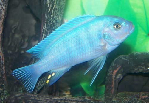 Blue Zebra Cichlid Metriaclima estherae