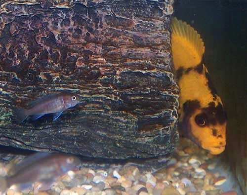 Female Red or Orange Blotch Zebra Cichlid and 2 month old OB Zebra Fry, Metriaclima estherae