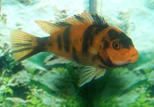 Red or Orange Blotch OB Cichlid, Metriaclima estherae