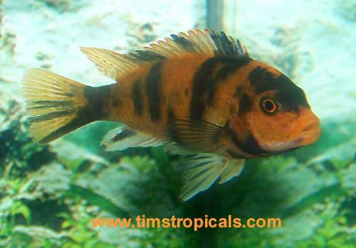Red or Orange Blotch Zebra Cichlid, Metriaclima estherae