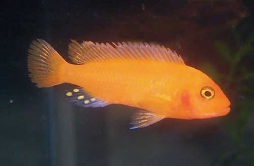 Red Zebra Cichlid Metriaclima estherae