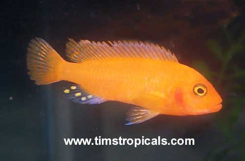 Red or Cherry Zebra Cichlid, Metriaclima estherae