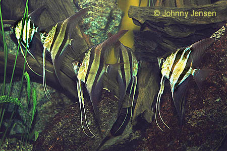 Altum Angelfish, Pterophyllum altum