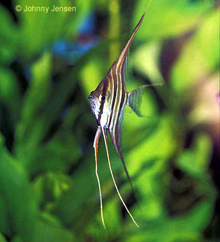 Altum Angelfish, Pterophyllum altum