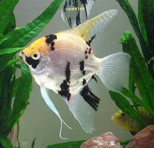 Koi Angelfish, Pterophyllum Scalare