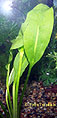 Amazon Sword, Echinodorus bleheri